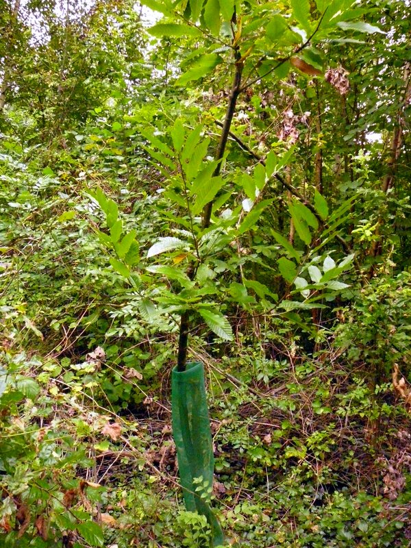 Protégé des chevreuils